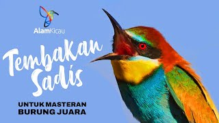 Download lagu SUARA BURUNG KECIL ISIAN FULL TEMBAKAN SADIS TAJAM RAPAT UNTUK MASTERAN | Tembakan Burcil mp3 Download lagu SUARA BURUNG KECIL ISIAN FULL TEMBAKAN SADIS TAJAM RAPAT UNTUK MASTERAN | Tembakan Burcil mp3