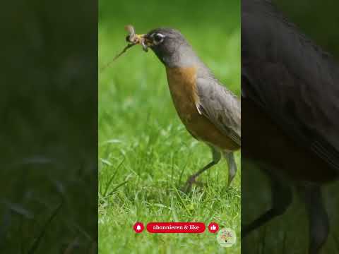 Winterhecke anlegen: In 3 Schritten zu Futter & Schutz für Gartenvögel