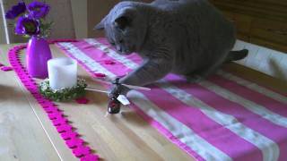 preview picture of video 'Maylo the Cat Vs RC Helicopter PT2 Unknown Stuntmen Theme lol'