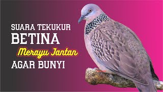 Download lagu Suara Tekukur Betina Memanggil Jantan Cocok Untuk Pancingan Dirumah mp3