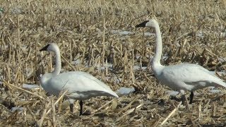 preview picture of video 'Swans at Beemer Pond Hamilton County Iowa by WillCFish Tips and Tricks.'