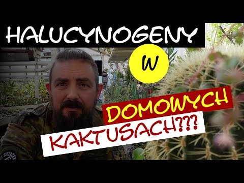 🌵🌵🌵Właściwości kaktusów - Kaktusiarnia w Rumi cz. II🌵🌵🌵