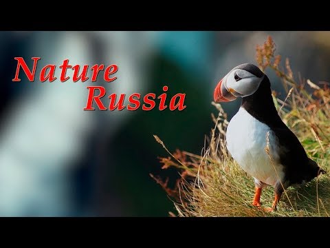 Бинокли Veber Nature Russia