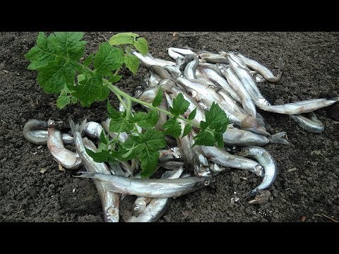 ПРИ ПОСАДКЕ ТОМАТОВ ДОБАВИТЕ ЭТО В ЛУНКУ И ВСЕ ЛЕТО ЗАБУДЬТЕ О ПОДКОМКАХ!