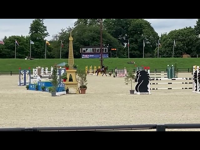 Ruin Selle Français Te koop 2015 Donker bruin / bai ,  GERMINO D'ELLE