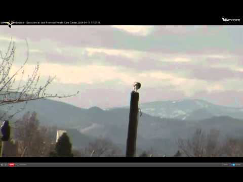 2014 Hellgate Osprey Cam-April 11, 2014 @ 1932 hrs EST.  ©lehemt.