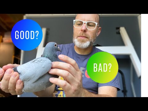 , title : 'How to select quality racing pigeons | How to judge a racing pigeon