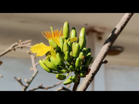 Cây mai rừng có nụ và bông đặc biệt hiếm thấy/ Hữu Mai Vàng