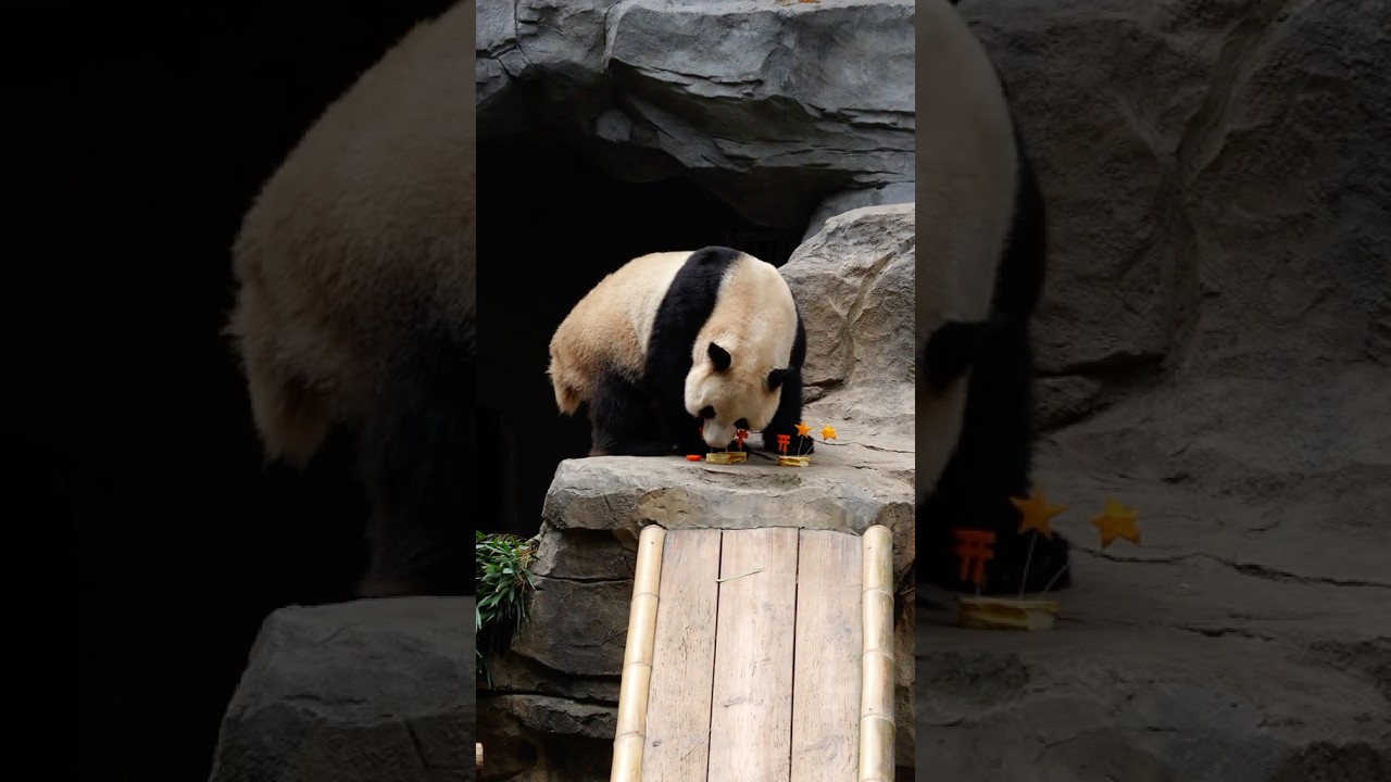 #cute #panda Yu Ke’s Fruit Time: Sweet Treats for a Sweet Bear!#funny #funnyvideo #cutepanda