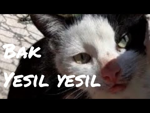 Yeşil Gözlü Prens/Green Eyed Prince #kediler #katzen #cats #猫