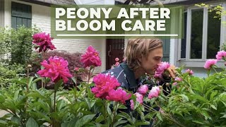 Peony After Bloom Care // SUB SPANISH
