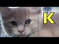 ALPHABET ANIMALS PHONICS ALPHABET SONG Part 3 Babies Toddlers Preschool K First