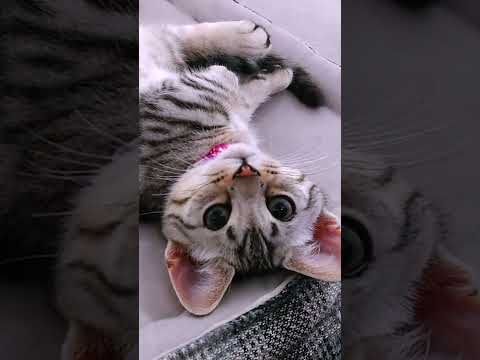 youtube-動物記事1970/01/01 09:00:00