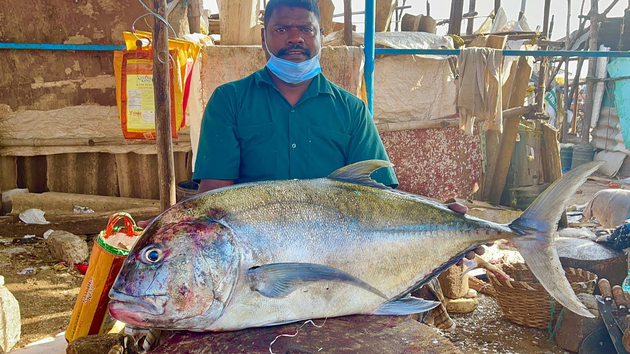 30KG $162/₹12000 MASSIVE PAARAI FISH CUTTING BY KASIMEDU SELVAM | KASIMEDU SELVAM FISH CUTTING VIDEO