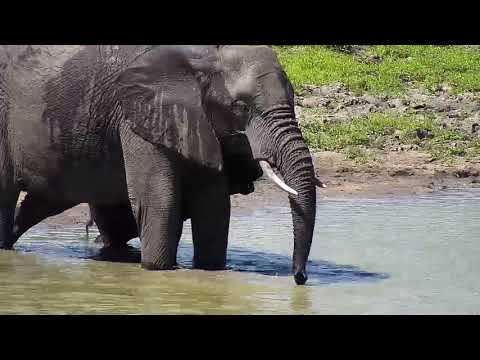 Djuma: Elephant herd enjoying a splash in the water - 13:05 - 03/20/19