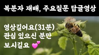 복분자 재배???? 주요질문 답글영상???? 영상 길어요(31분) 관심 있으신분만 보시길요????‍♀️