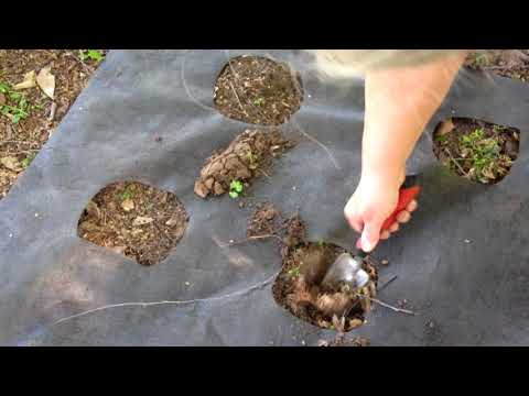 Episode 6: Part 3 Planting Hostas, Burning Bushes, and Widow's Tears