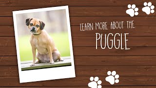 Puggle