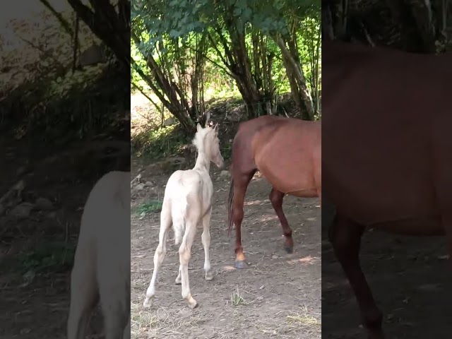 Puledro Palomino (Race) In vendita 2025 Palomino ,  Miracle du Moulin Pre