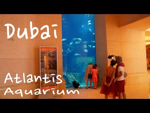 The Lost World of Dubai's Atlantis Aquarium | v4