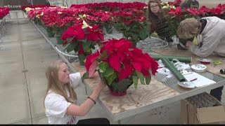 Richland/Lexington students help grow, sell  poinsettias