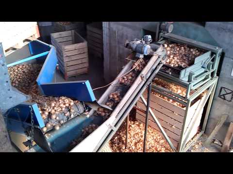 Zwiebeln putzen und Kalibrieren.