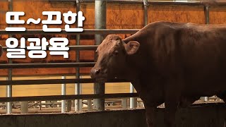 일광욕을 즐기는 소들을 위한 유기 축사 / YTN 사이언스