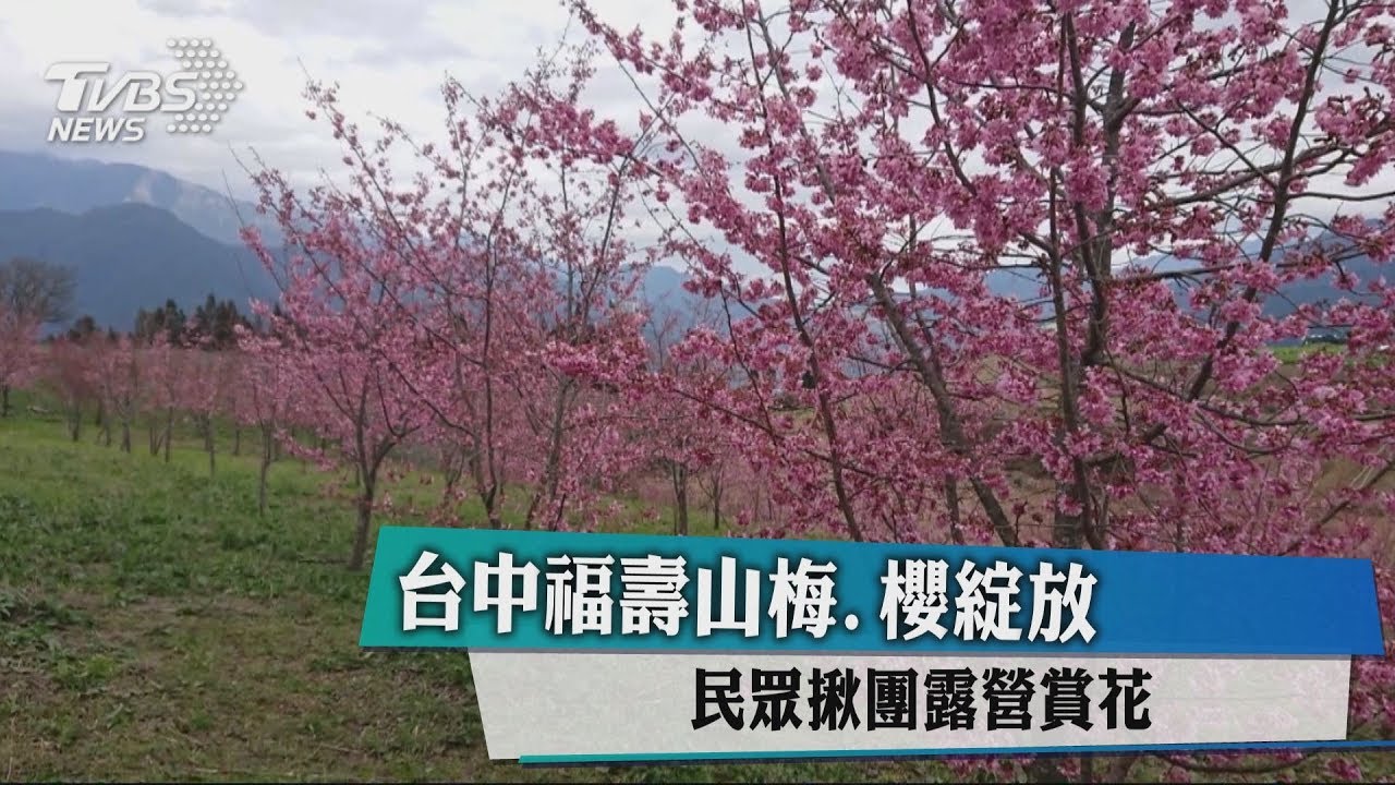 台中福壽山梅、櫻綻放　民眾揪團露營賞花