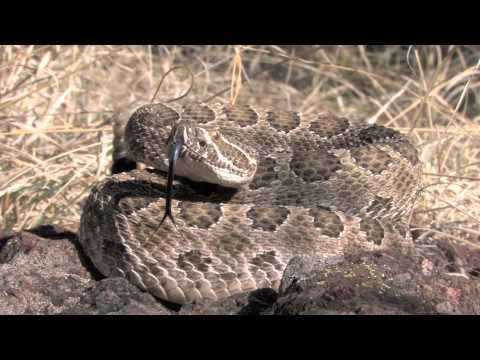 Chrastoš prerijný (Crotalus viridis) — Prairie Rattlesnake v prirodzenom prostredí