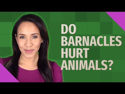 Do Barnacles Hurt