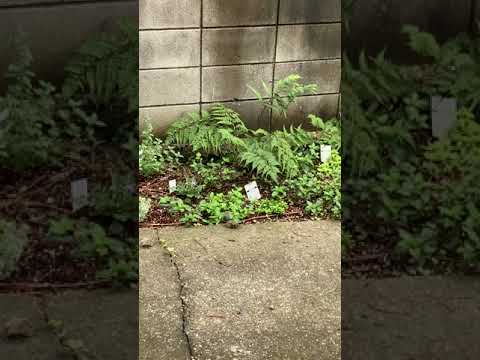 ネズミが鶏の種を食べないようにするために何ができるでしょうか?シンプルだが効果的な 8 つのヒント  庭園