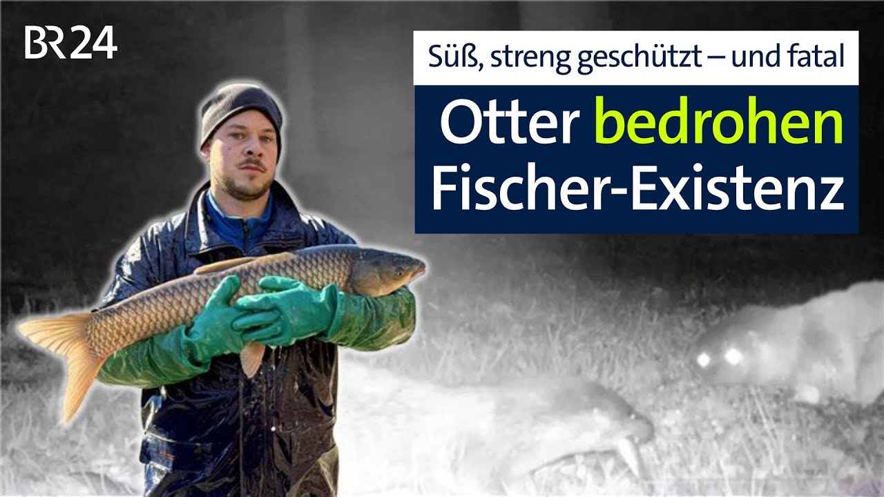 Fischotter gefährden Lebenstraum: Keine Zukunft für Fischwirt? | BR24 vor Ort