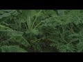 Heavy Rain Thunderstorm Sounds Rainstorm Sounds For Relaxing Focus Sleep Meditation 4K