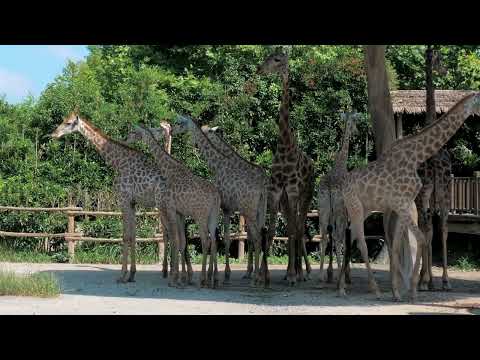 **"Graceful Giants: The Wild Lives of Giraffes in Africa"**