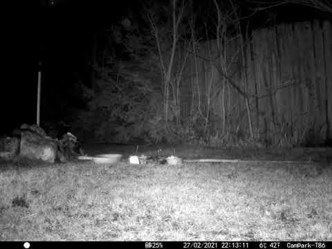 Cat Catches a  Mouse Tom & Jerry style in Cambridge UK 27feb2021 1013pm C trail camera