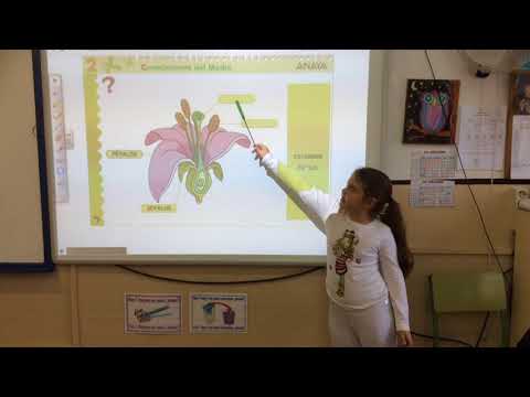 APRENDEMOS EN EL COLE: PARTES DE LA FLOR SEGÚN ANA BELÉN