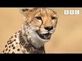 Cheetahs On A DANGEROUS Wildebeest Hunt Dynasties II BBC