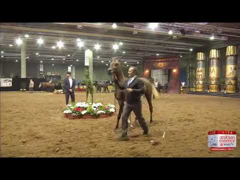 European Championships Verona 2013 - CLASS 1B