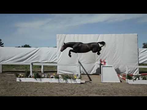 LOTE 3   GRAMA STALOGNIA