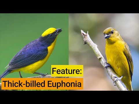Birds Of The Panama Fruit Feeder: Thick-billed Euphonia – Dec 13, 2019