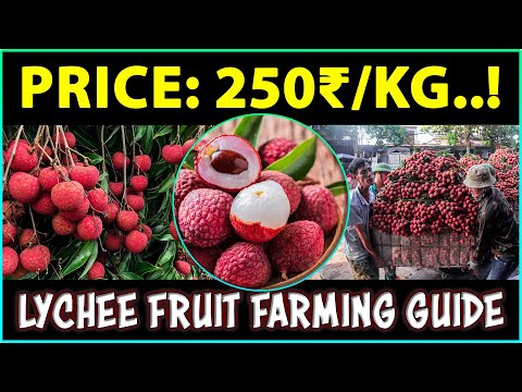 , title : 'Lychee Fruit Farming | How to Grow Litchi Fruit Plant at Home'