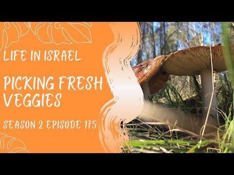 Picking Fresh Veggies Life in Israel Ep.175 #fresh #vegetables #gardening