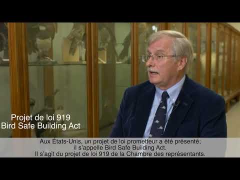 Comprendre le verre pour les oiseaux: Épisode 3  La réglementation