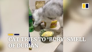 Cat tries to ‘bury’ smell of durian