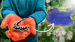I Explored my Wildlife Ponds - here's what i found