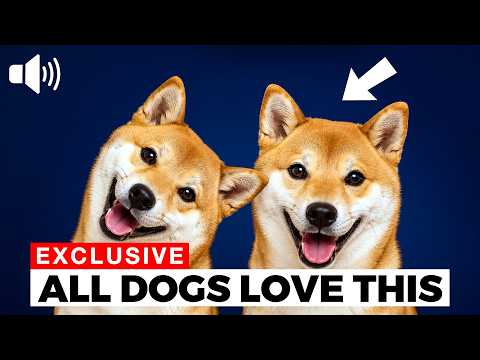 These Sounds Became Every Dog’s Favorite ❤️ Sounds Dogs Love