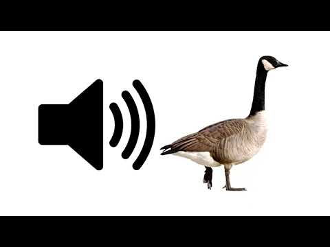 Goose - Sound Effect | ProSounds