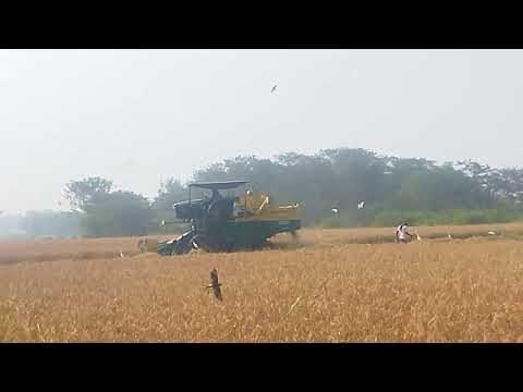 MS farming in Karnataka and animal Nati coley a& cows 🐄 goats 🐐 #sigma