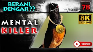 Download lagu Suara Murai Pembunuh Karakter !!! Putuar Suara ini Setiap Pagi dan Sore, Agar Makin Fighter ! mp3