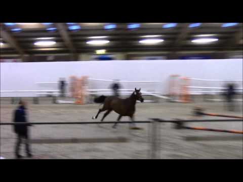 Iglesias @ stalliontest - Quasimodo v/d Molendreef x Indorado - Born 2013